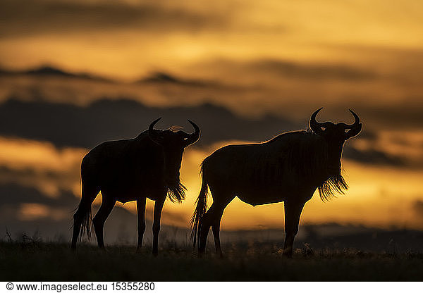 Zwei Streifengnus (Connochaetes taurinus) als Silhouette bei Sonnenuntergang  Serengeti; Tansania