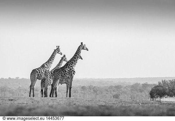 Zwei Tiere  Giraffa camelopardalis  stehen in einer offenen Lichtung  klarer Himmel  schwarz-weißes Bild.