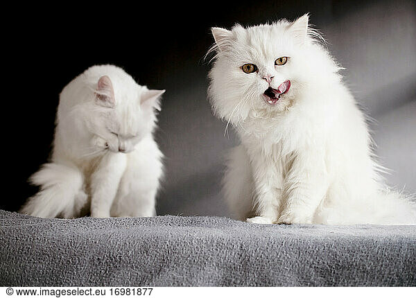 Zwei weiße Katzen stehen auf einer Decke  eine leckt sich das Maul