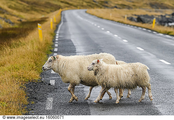 Zwei weiße Schafe (Ovis aries) überqueren eine Straße; Sudavik  Westfjorde  Island