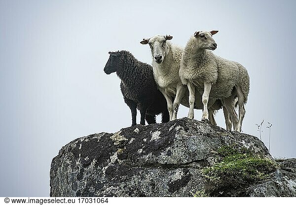 Zwei weiße Schafe und schwarzes Schaf auf Felsen  Lofoten  Nordland  Norwegen  Europa