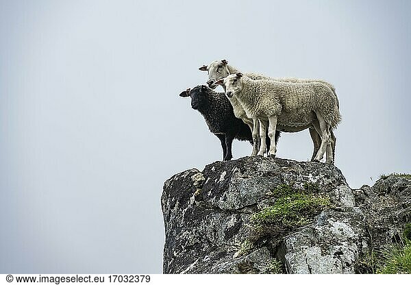 Zwei weiße Schafe und schwarzes Schaf auf Felsen  Lofoten  Nordland  Norwegen  Europa