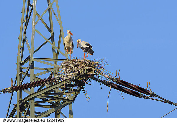 Zwei Weißstörche (Ciconia ciconia) stehen im Nest auf einem Strommast vor blauem Himmel in Hessen,  Deutschland