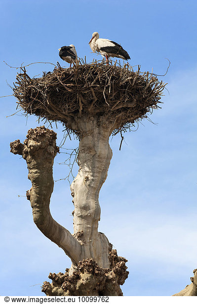 Zwei Weißstörche (Ciconia ciconia) in einem Nest auf einem Ast einer geschnittenen Platane (Platanus occidentalis)  Parc de l`Orangerie  Straßburg  Elsass  Frankreich  Europa