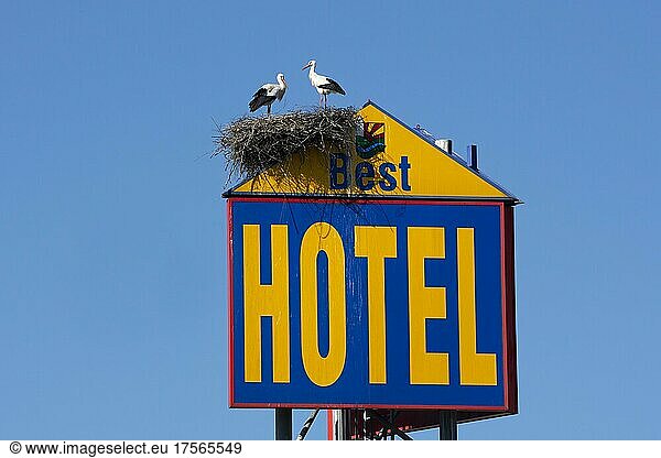 Zwei Weißstörche (Ciconia ciconia) stehen auf ihrem Nest  gebaut auf Reklameschild für Best Hotel  Eurorastpark Jettingen  Deutschland  Europa