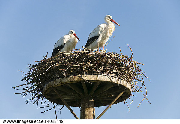 Zwei Weißstörche stehen in ihrem Nest (Ciconia ciconia),  Westküstenpark,  St. Peter-Ording,  Schleswig-Holstein,  Deutschland,  Europa