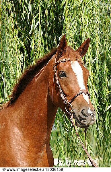 Zweibrücker  Deutsches Reitpferd  Stute  Deutsches Warmblut  Zaumzeug  Wassertrense