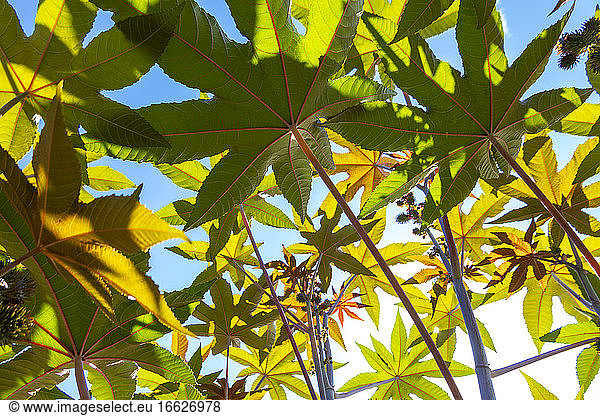 Zweige der Rizinuspflanze (Ricinus communis)