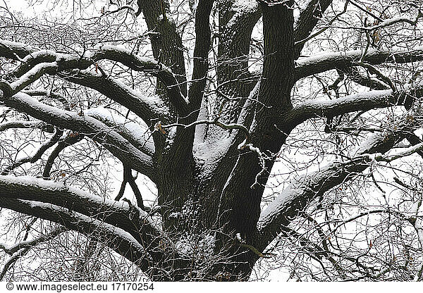 Zweige eines kahlen Baumes im Winter