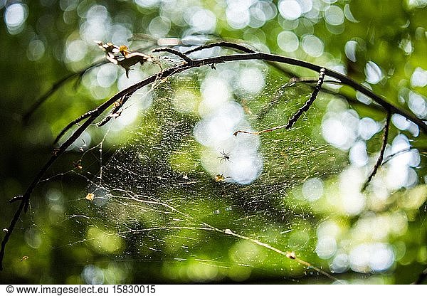 Zweige mit Spinne auf Spinnennetz auf verschwommenem Frühlingswaldhintergrund