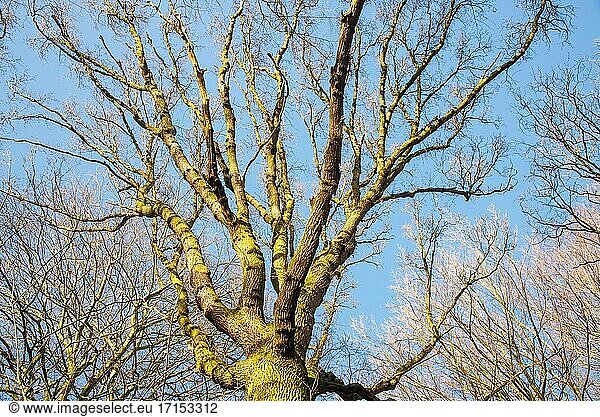 Zweige ohne Blätter gegen blauen Himmel im Winter