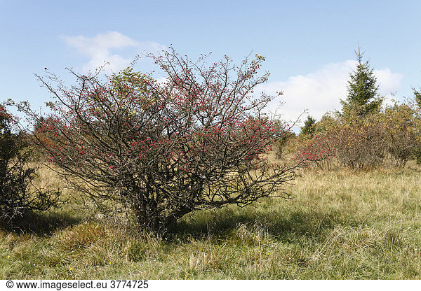 Zweigriffeliger Weißdorn (Crataegus laevigata) Lange Rhön Unterfranken Bayern Deutschland