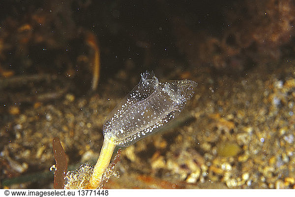 Zweistachliger Seeigel (Echinothrix calamaris)  der nachts am Riff weidet. Er hat zwei Sätze Stacheln  von denen die kürzeren eine sehr schmerzhafte Wunde verursachen können. Tulamben  Bali  Indonesien