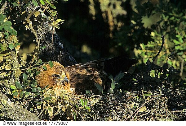 Zwergadler (Hieraaetus pennatus)  Adler  Greifvögel  Tiere  Vögel  Booted Eagle On nest
