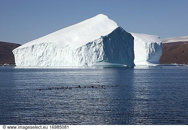 Zwergmöwe und Eisberg vor Qaanaaq  Grönland.