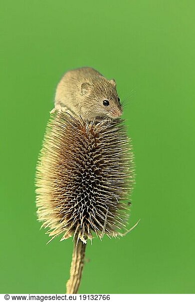 Zwergmaus (Micromys minutus)  adult  auf Distel  Fruchtstand  Surrey  England  Großbritannien  Europa