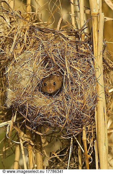 Zwergmaus  Zwergmäuse (Micromys minutus)  Mäuse  Maus  Nagetiere  Säugetiere  Tiere  Harvest Mouse adult  at breeding nest in reeds  England  April (controlled)