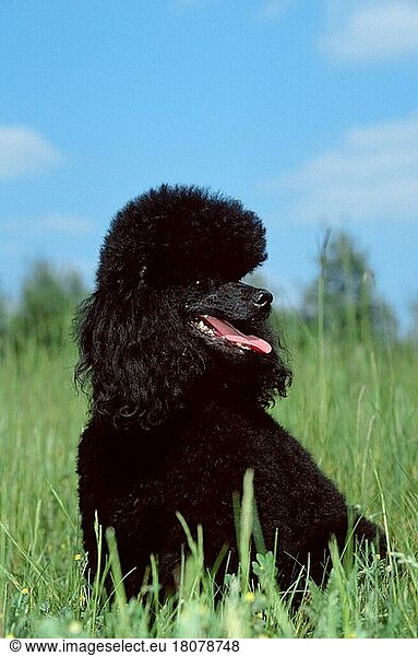 Zwergpudel  schwarz  Toy Poodle  black (animals) (außen) (outdoor) (Wiese) (meadow) (hecheln) (panting) (sitzen) (sitting) (adult) (Säugetiere) (mammals) (Haustier) (Heimtier) (pet) (Haushund) (domestic dog)
