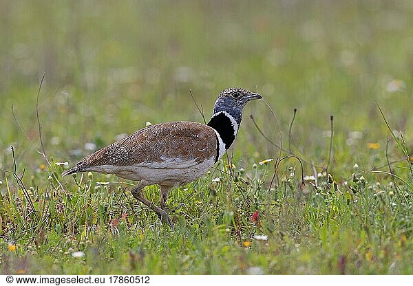 Zwergtrappe (Tetrax tetrax)  Männchen  Extremadura  Spanien  Europa