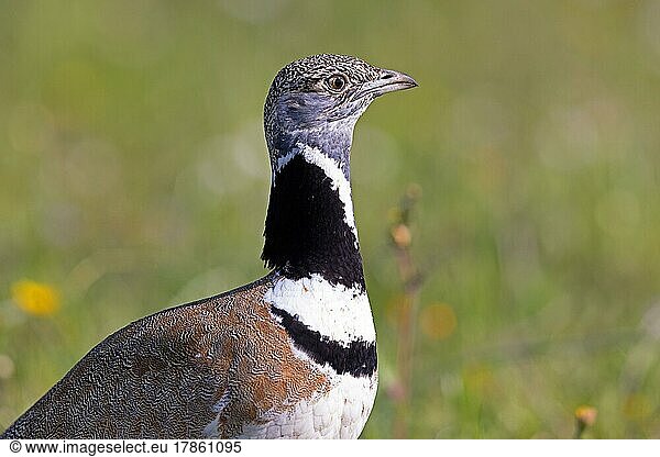 Zwergtrappe (Tetrax tetrax)  Männchen  Extremadura  Spanien  Europa