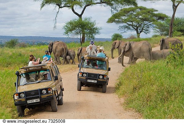zwischen inmitten mitten nahe überqueren Kleintransporter Begeisterung Verkehr Fernverkehrsstraße Safari Elefant Fotografie Afrika Spaß Tansania Lieferwagen