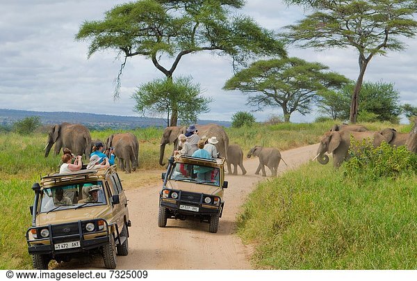 zwischen  inmitten  mitten  nahe  überqueren  Kleintransporter  Begeisterung  Verkehr  Fernverkehrsstraße  Safari  Elefant  Fotografie  Afrika  Spaß  Tansania  Lieferwagen
