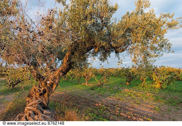 zwischen inmitten mitten Wein Baum verteilen Weinberg Olive Geographie Spanien
