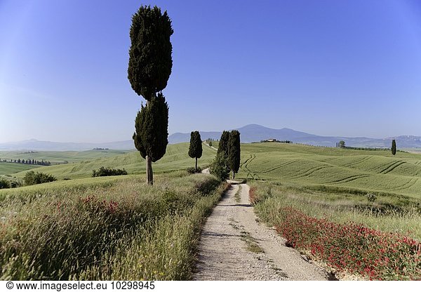 Zypressen (Cupressus) und Felder bei Terrapille  Pienza  Val d'Orcia  Toskana  Italien  Europa