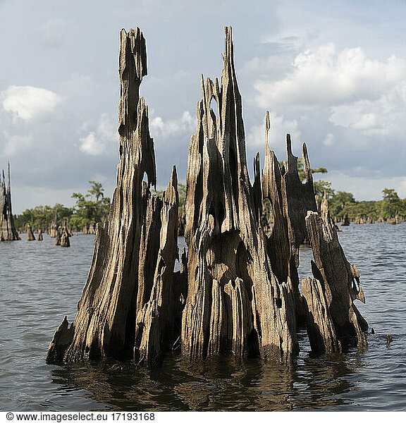 Zypressen spiegeln sich im Toten See  Florida