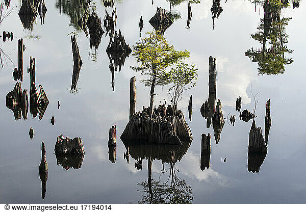 Zypressen spiegeln sich im Toten See  Florida
