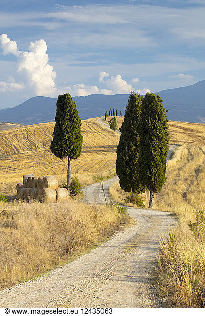 Zypressen und Felder in der Nachmittagssonne im Agriturismo Terrapille (Villa Gladiator) in der Nähe von Pienza in der Toskana  Italien  Europa