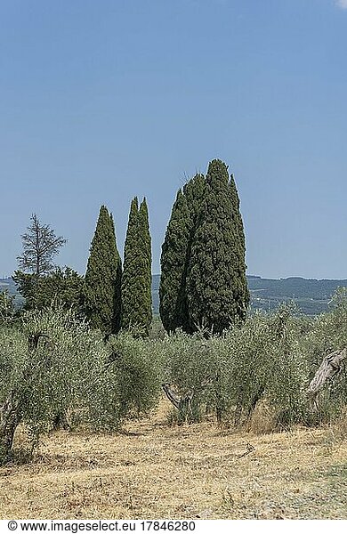 Zypressen und Olivenbäume  Siena  Toskana  Italien  Europa