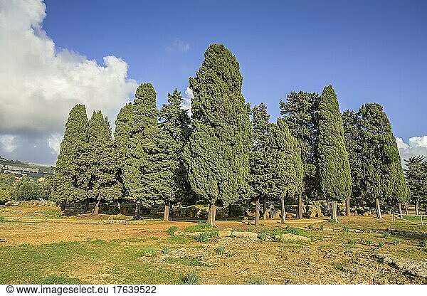 Zypressenhain  archäologischer Park Valle dei Templi (Tal der Tempel)  Agrigent  Sizilien  Italien  Europa