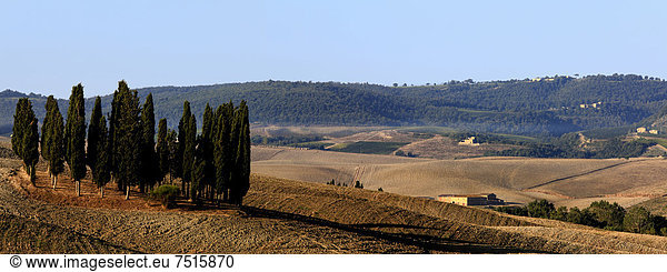 Zypressenhain auf einem gepflügten Acker  Orcia-Tal  Toskana  Italien  Europa